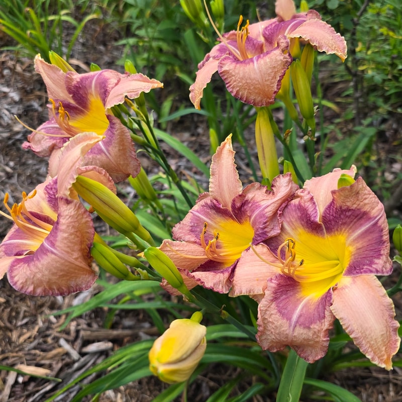 Royal Braid from PlantFancyGardens