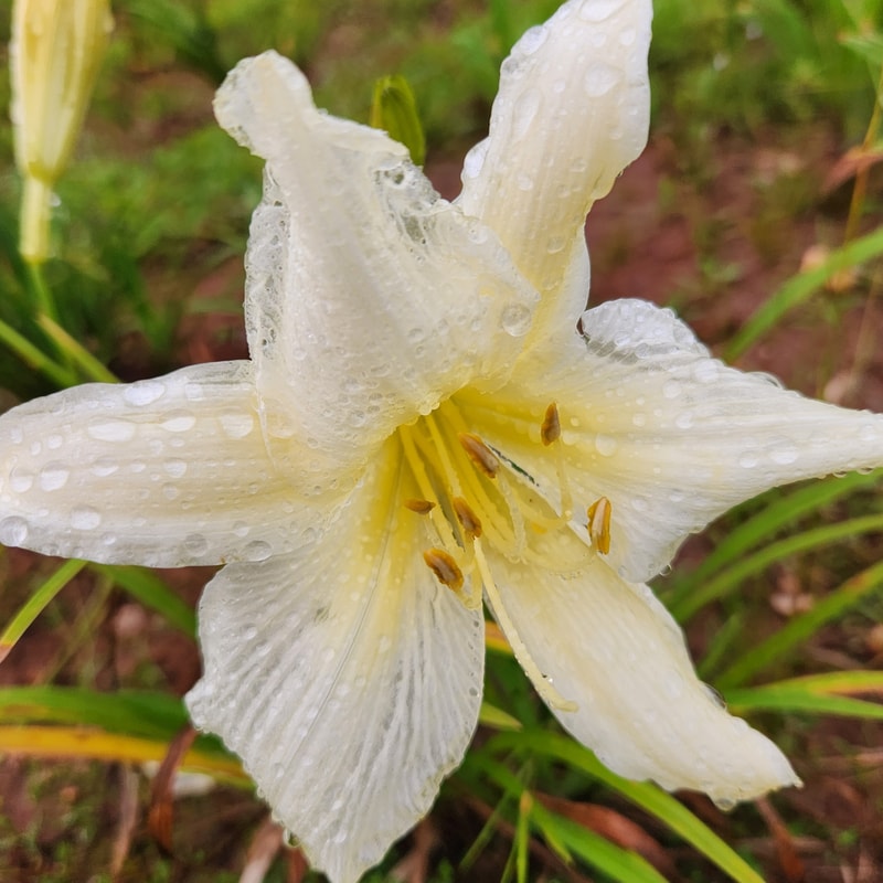 Gentle Shepherd daylily bloom