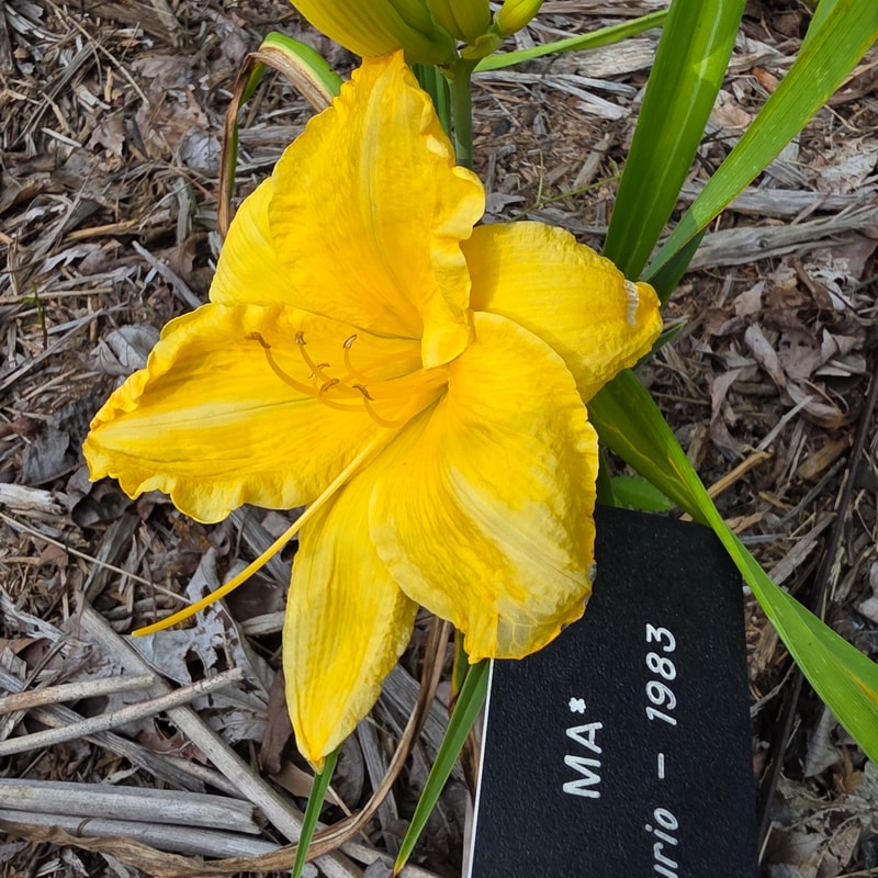 Ma from PlantFancyGardens