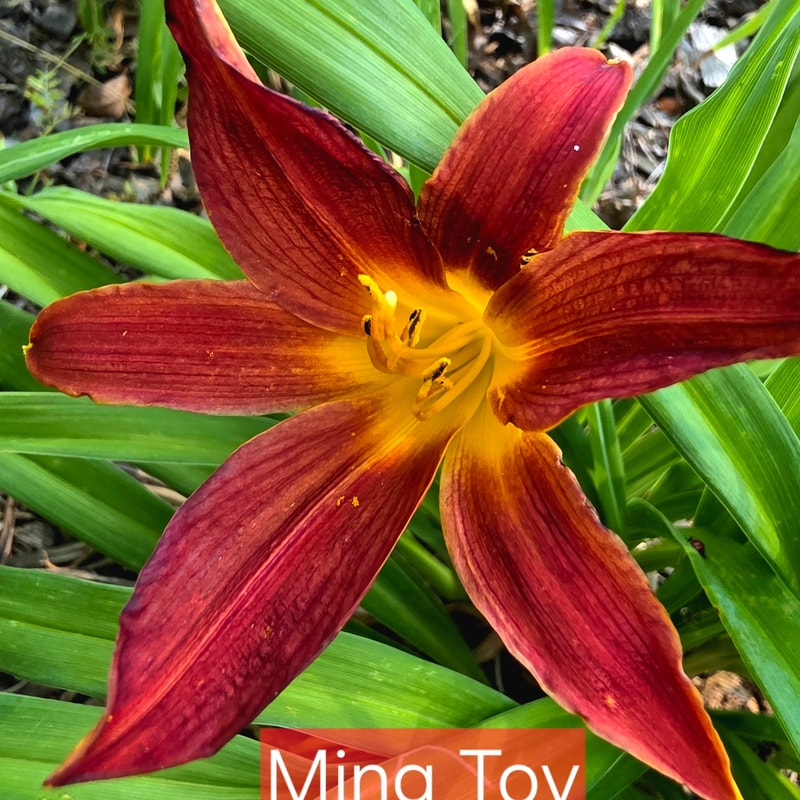 Ming Toy