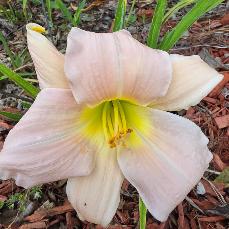 Quiet Whisper from PlantFancyGardens