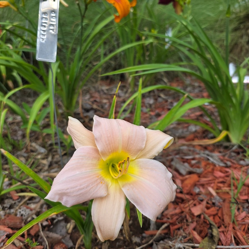 Quiet Whisper from PlantFancyGardens