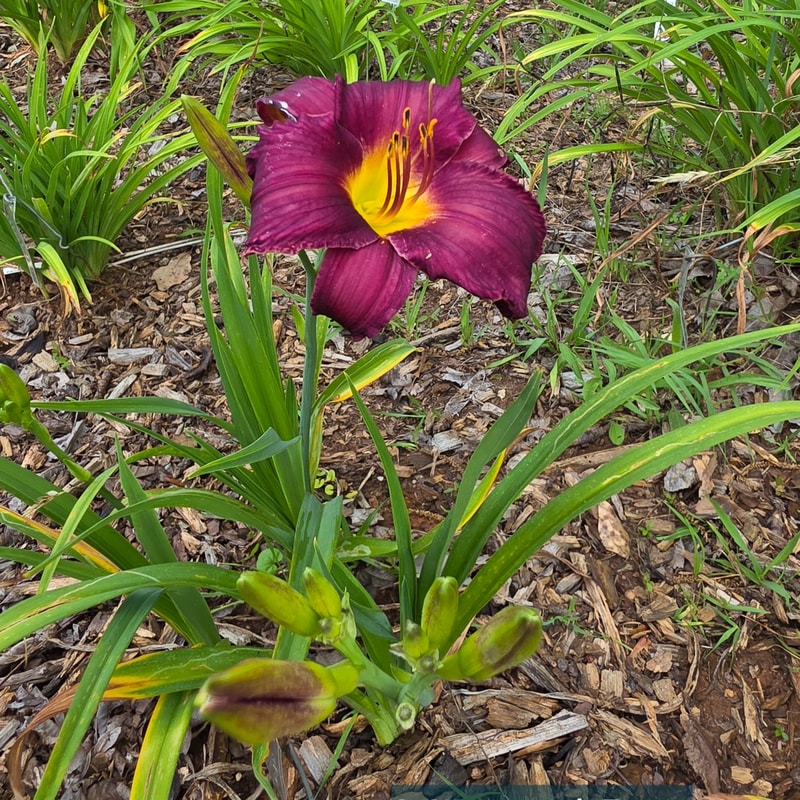 Minstrel Boy from PlantFancyGardens