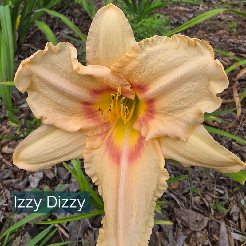 Iszy Dizzy