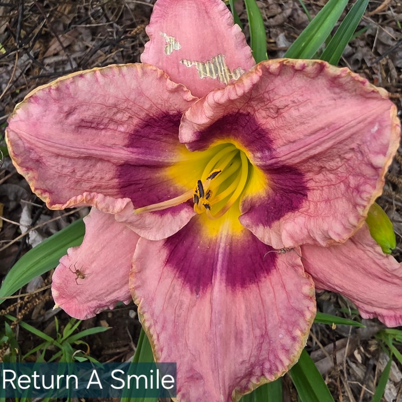 Return a Smile from PlantFancyGardens