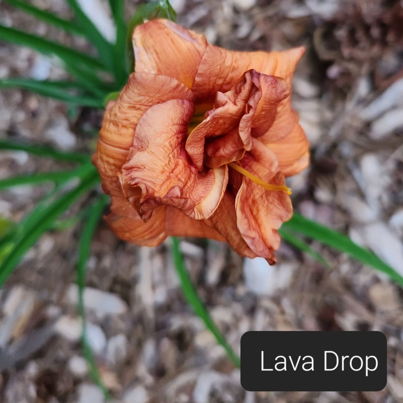 Lava Drop from PlantFancyGardens