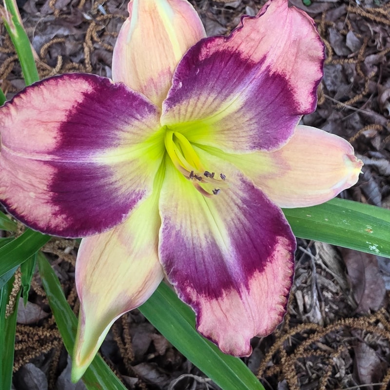 Paul Edward Sabo from PlantFancyGardens