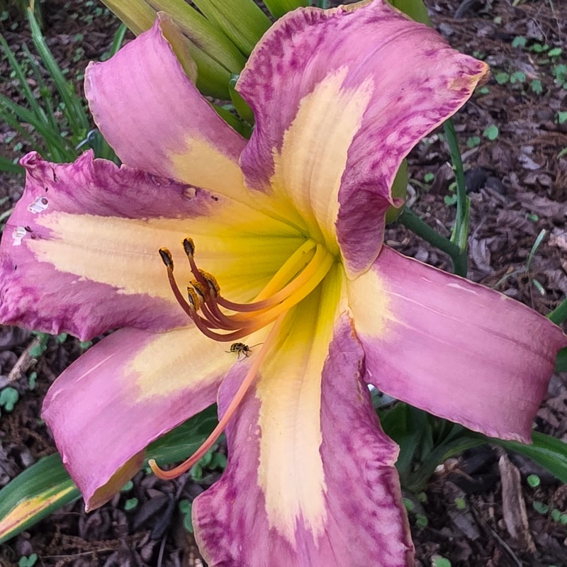 Alienation from PlantFancyGardens