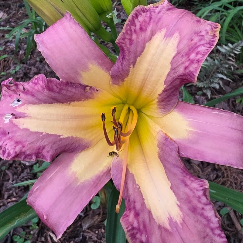 Alienation from PlantFancyGardens