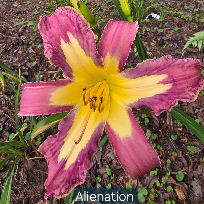 Alienation from PlantFancyGardens