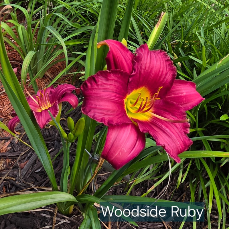 Woodside Ruby from PlantFancyGardens