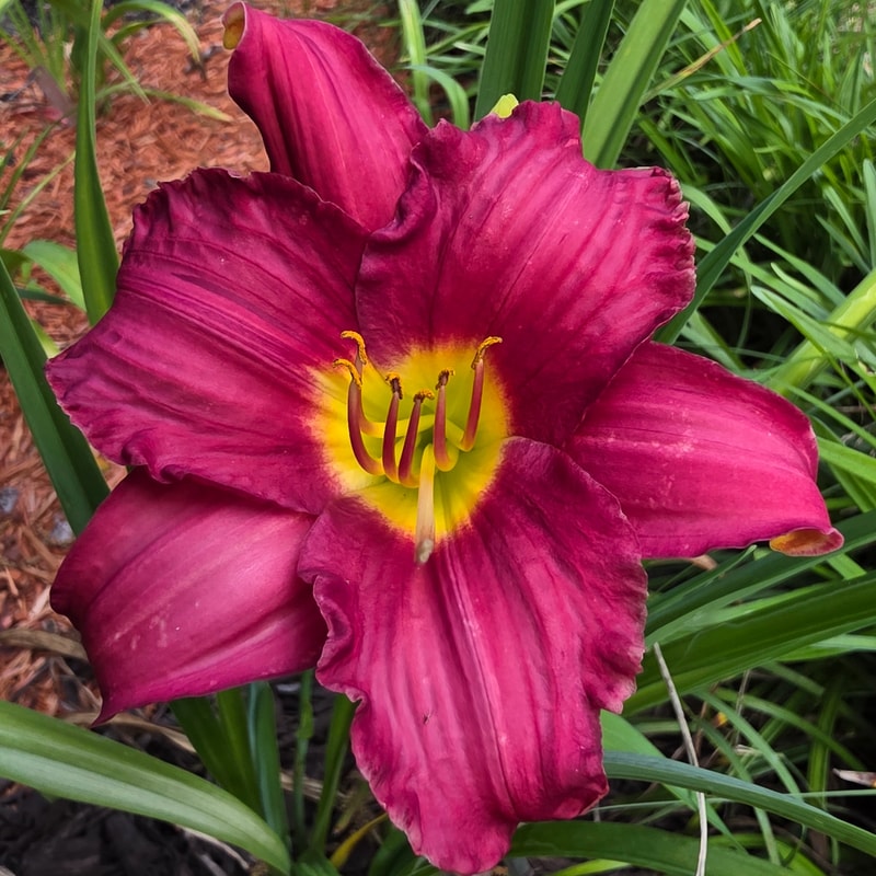 Woodside Ruby from PlantFancyGardens