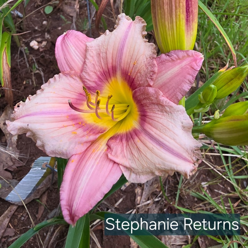 Stephanie Returns from PlantFancyGardens