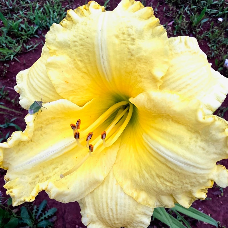 Omomuki from PlantFancyGardens