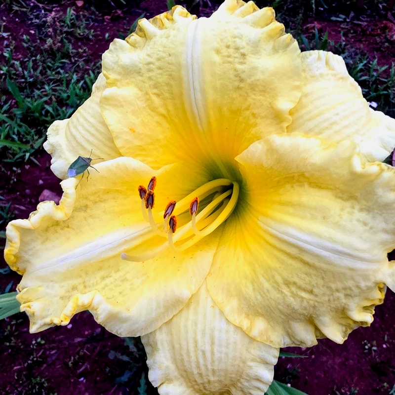 Omomuki from PlantFancyGardens