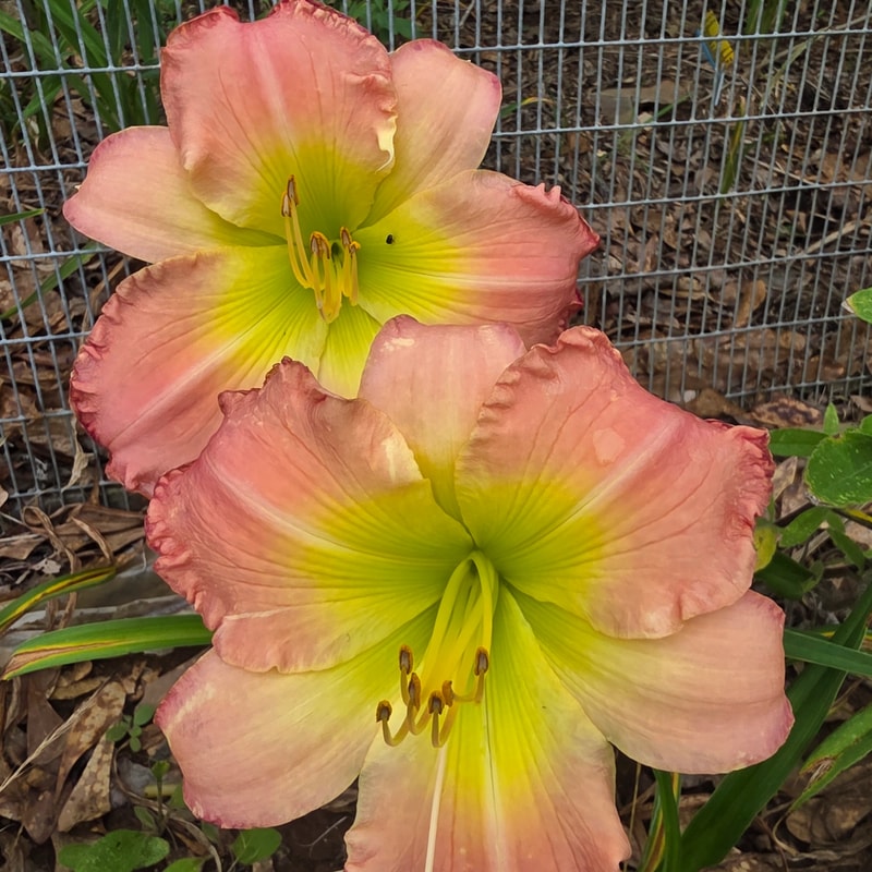 Pink Fanfare from PlantFancyGardens