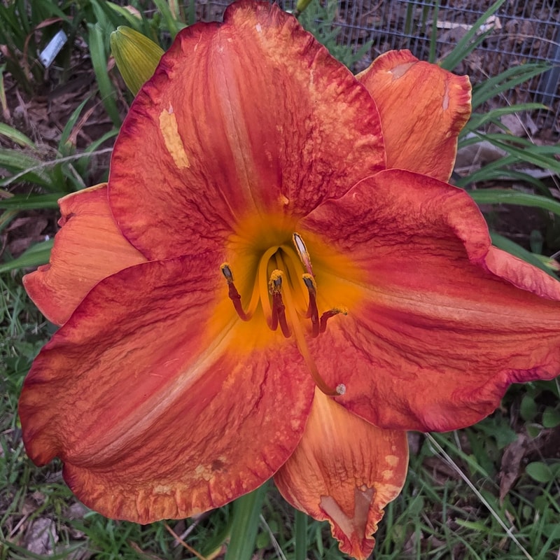 Solar Power from PlantFancyGardens