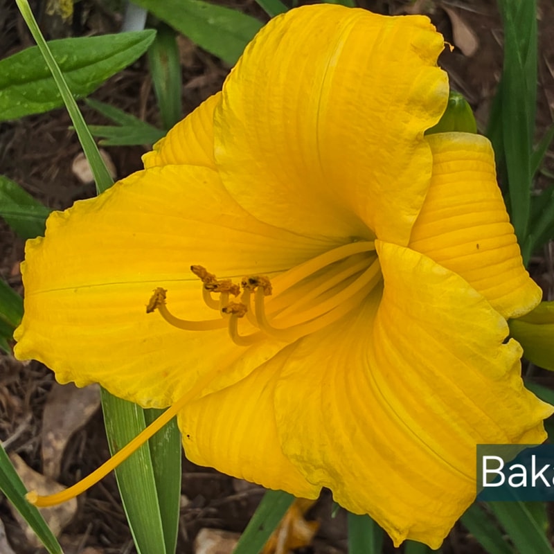 Bakabana from PlantFancyGardens