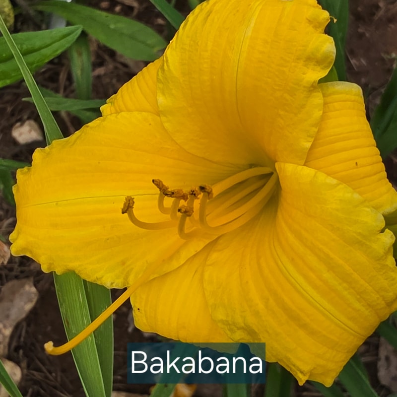 Bakabana