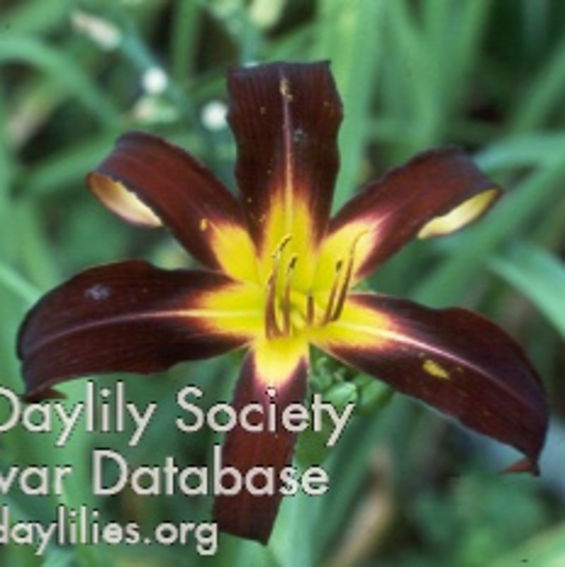 Black Plush daylily bloom