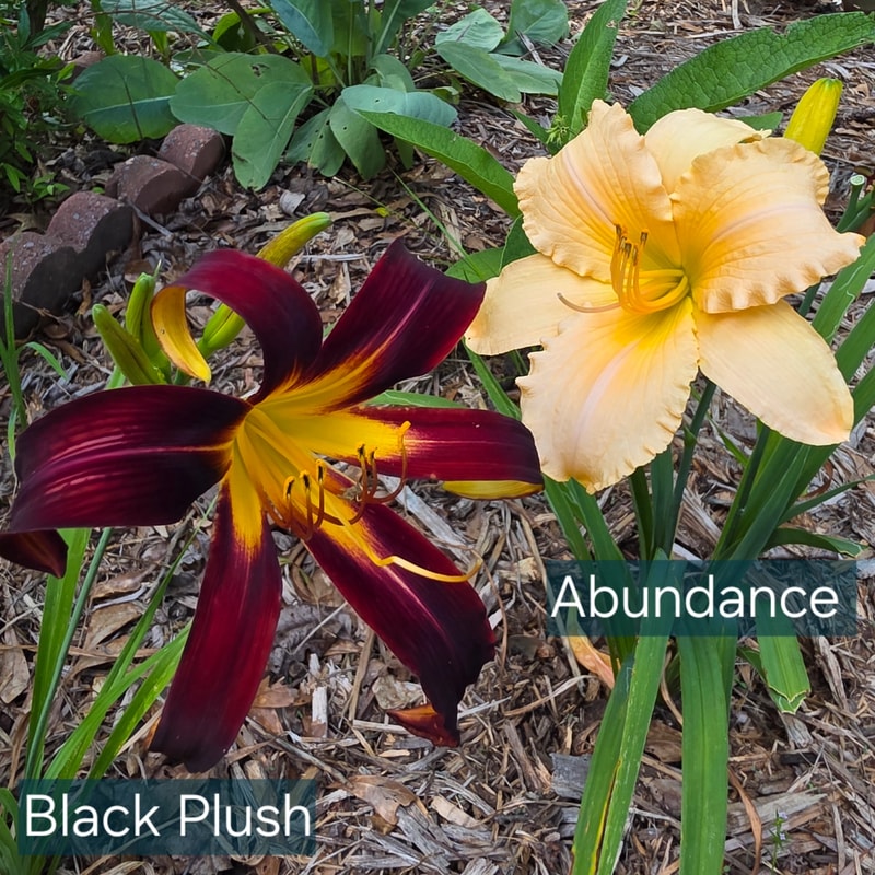 Abundance from PlantFancyGardens