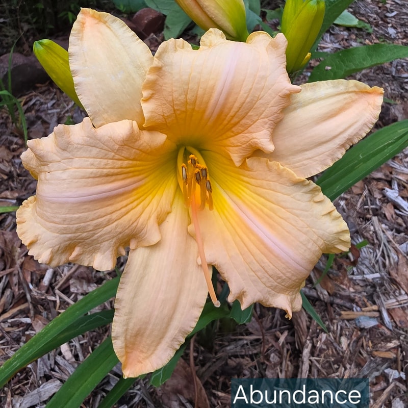 Abundance from PlantFancyGardens