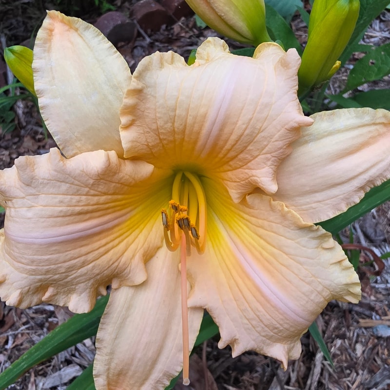 Abundance from PlantFancyGardens