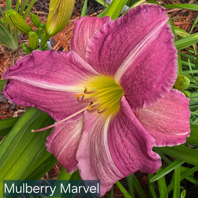 Mulberry Marvel