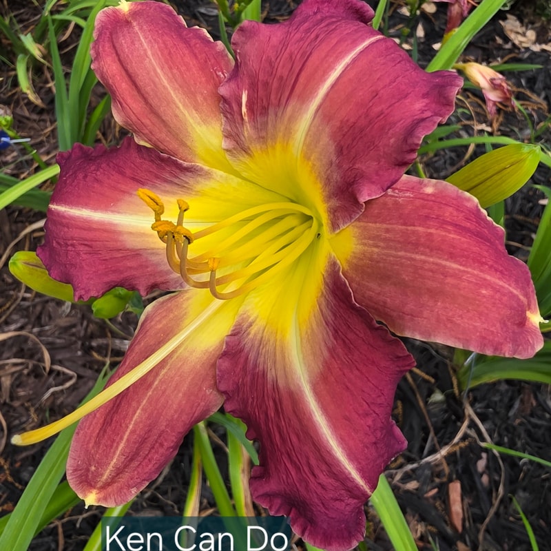 Ken Can Do