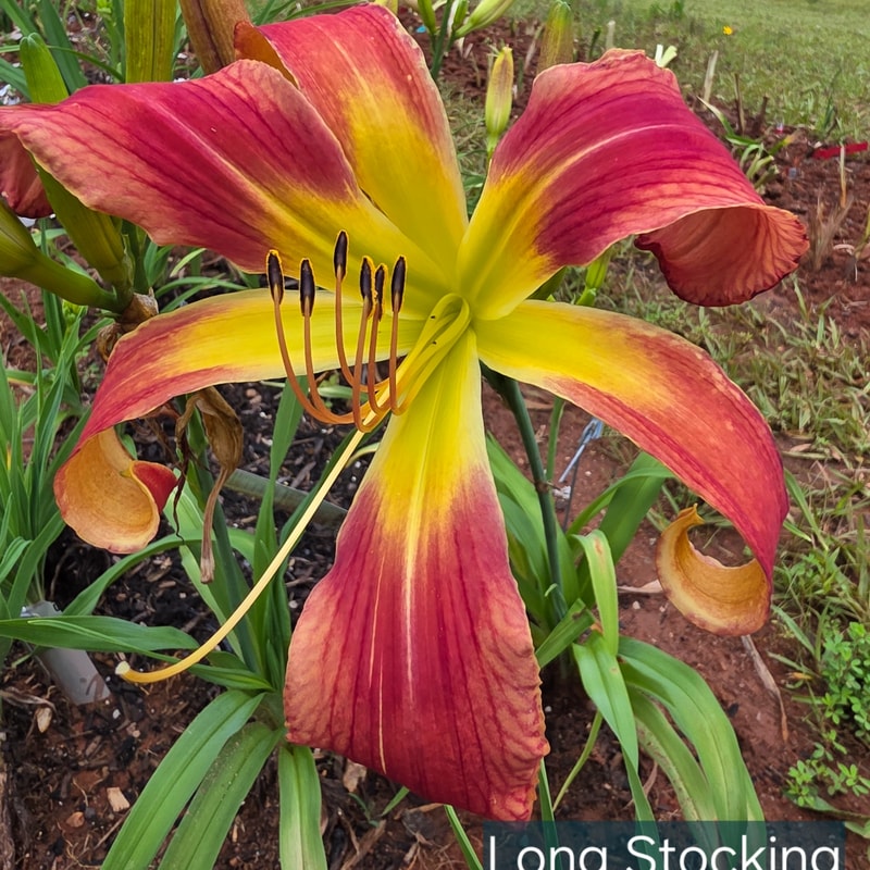 Long Stocking from PlantFancyGardens