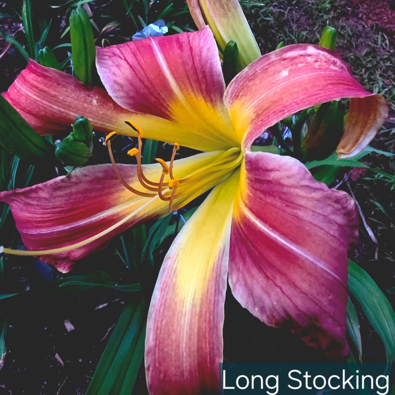 Long Stocking from PlantFancyGardens