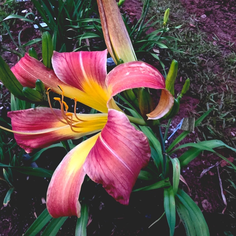 Long Stocking from PlantFancyGardens