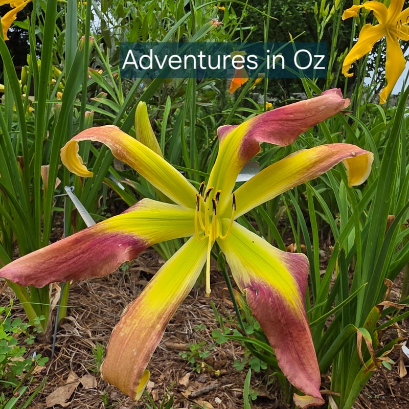 Adventures in Oz