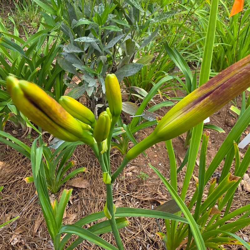 Spacecoast Loose Tooth from PlantFancyGardens