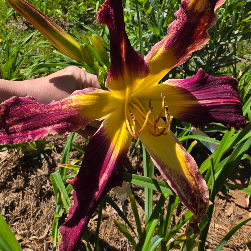 Spacecoast Loose Tooth from PlantFancyGardens