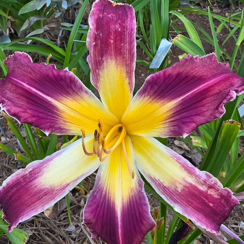 Spacecoast Loose Tooth from PlantFancyGardens