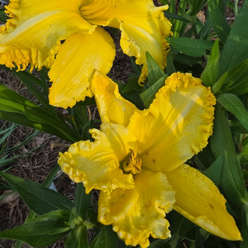 Sunny Badger from PlantFancyGardens