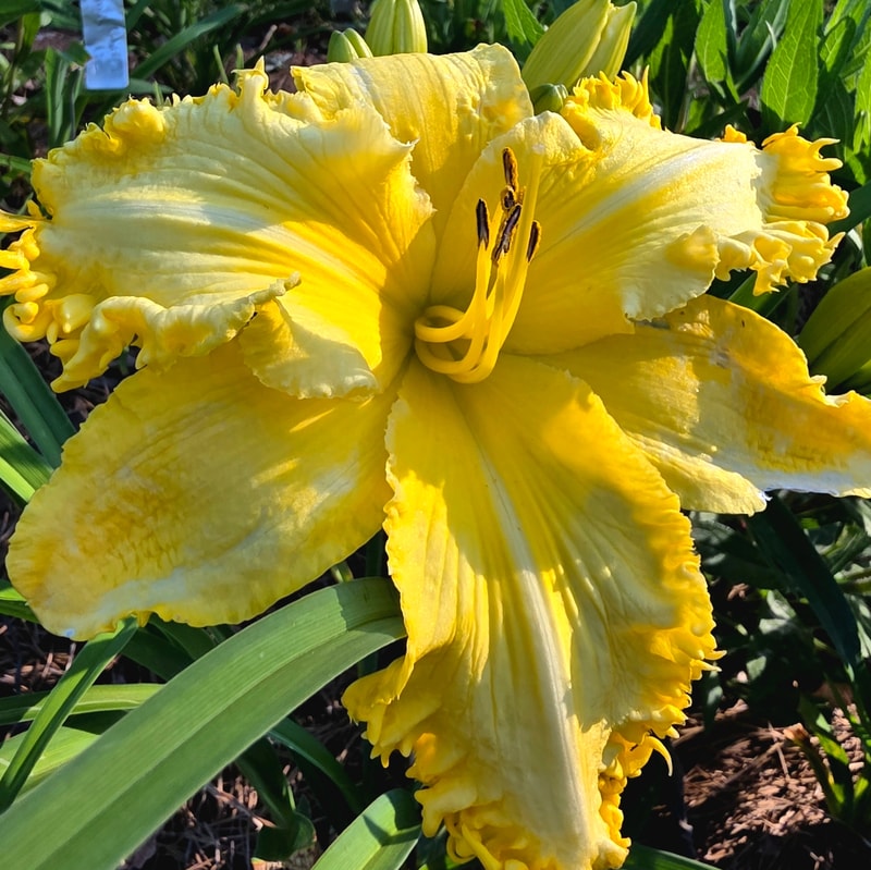 Sunny Badger from PlantFancyGardens
