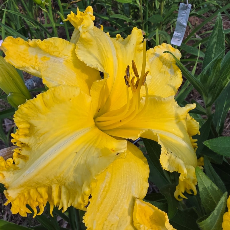 Sunny Badger from PlantFancyGardens