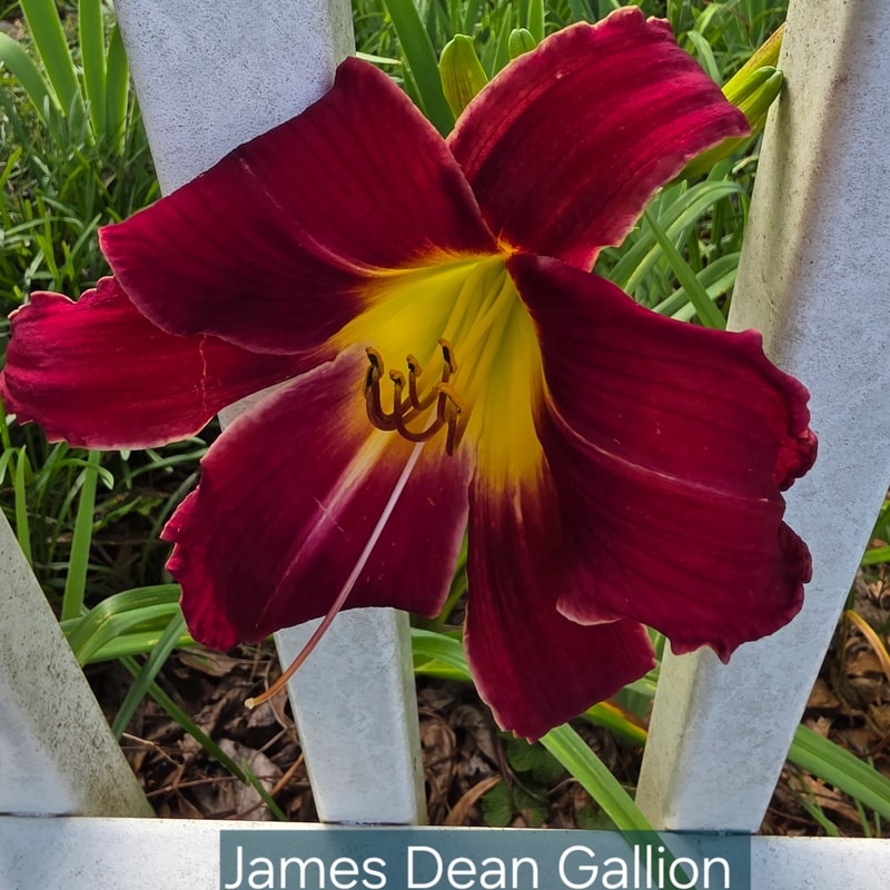 James Dean Gallion