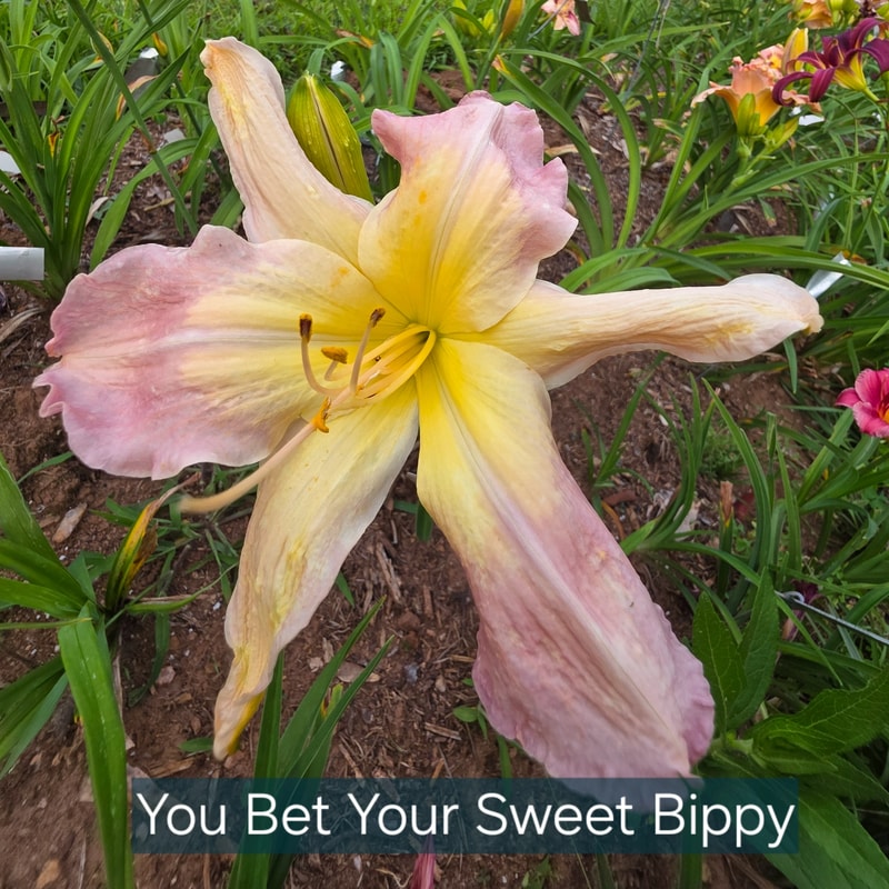 You Bet Your Sweet Bippy