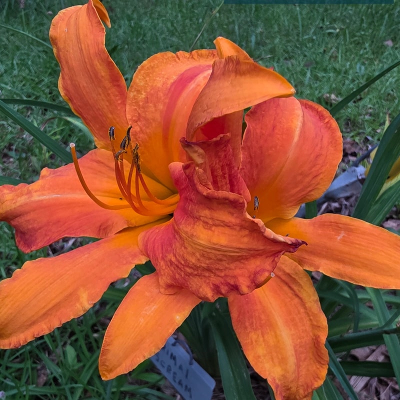 Primal Scream from PlantFancyGardens