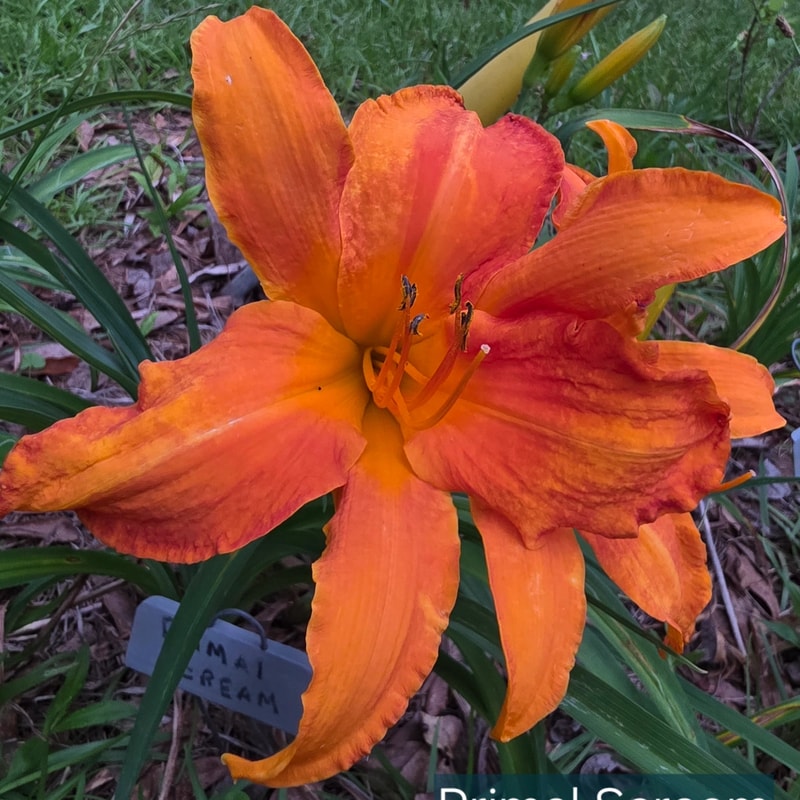 Primal Scream from PlantFancyGardens