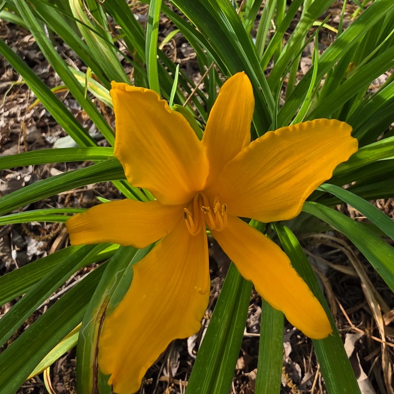 Aztec Gold