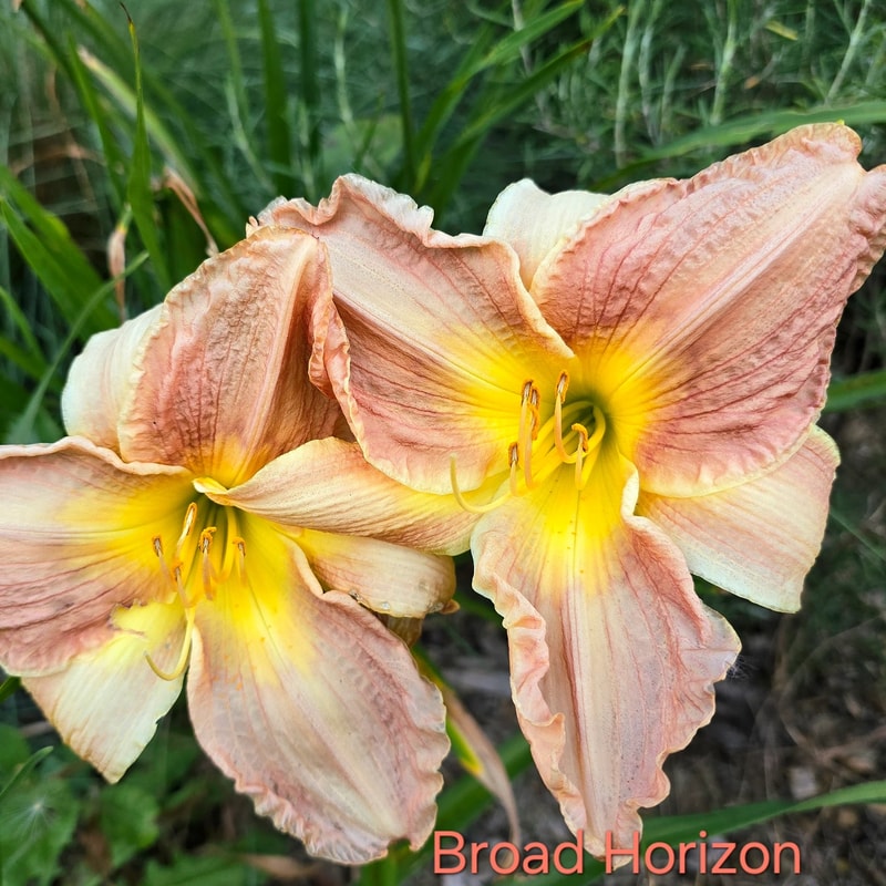 Broad Horizon daylily bloom