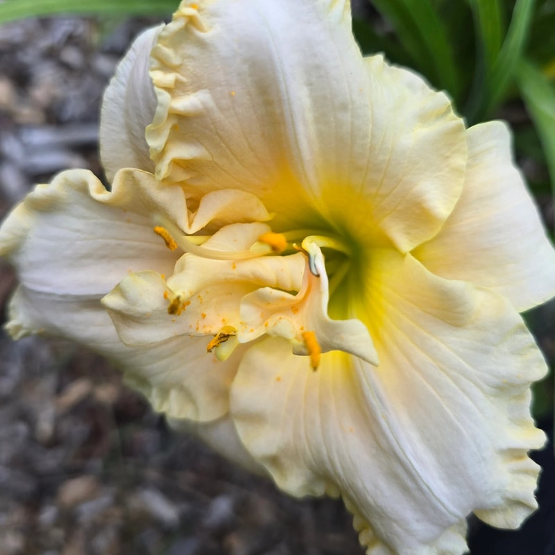 Cliffs of Dover daylily bloom
