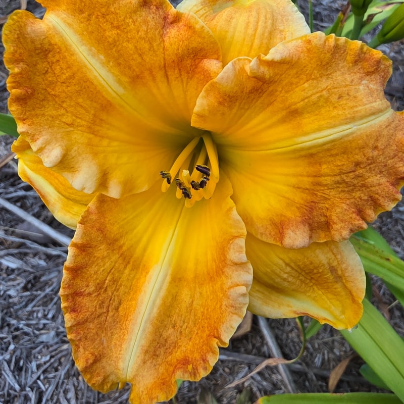 Ivan and Kay's Kindness daylily bloom