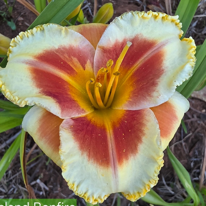 Island Bonfire daylily bloom
