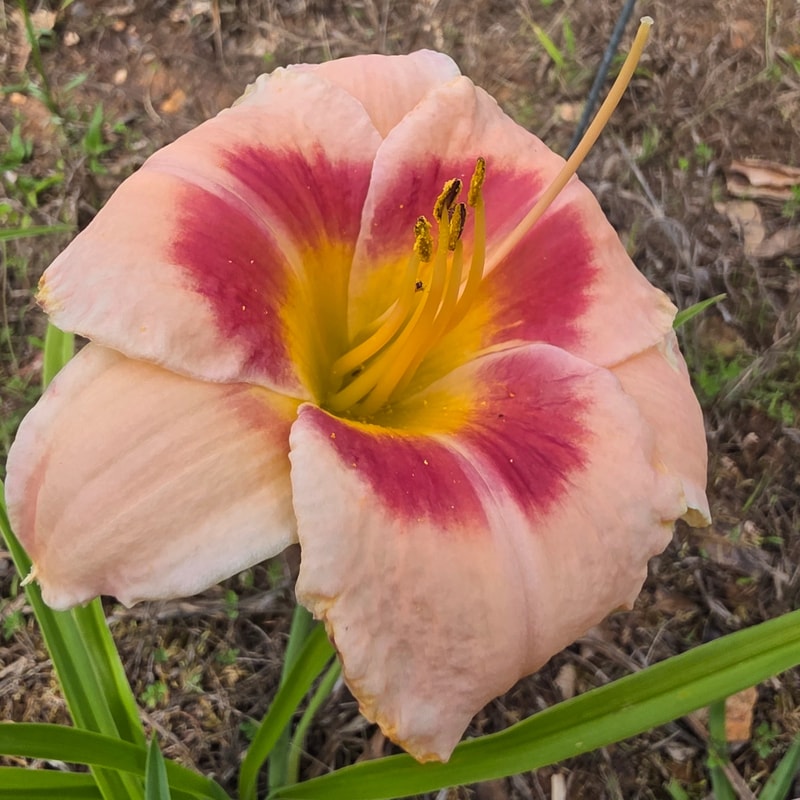 Bahama Pink Sky daylily bloom