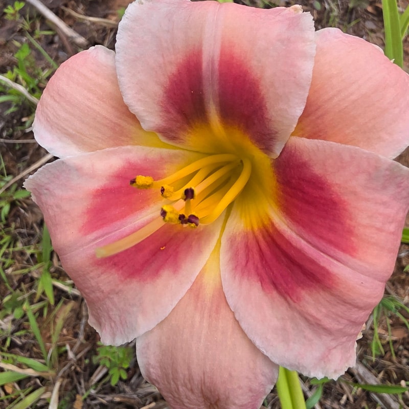 Bahama Pink Sky from PlantFancyGardens